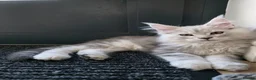 Maine Coon cats for sale: Maine Coon Kittens Looking for Homes!   - Advert 5