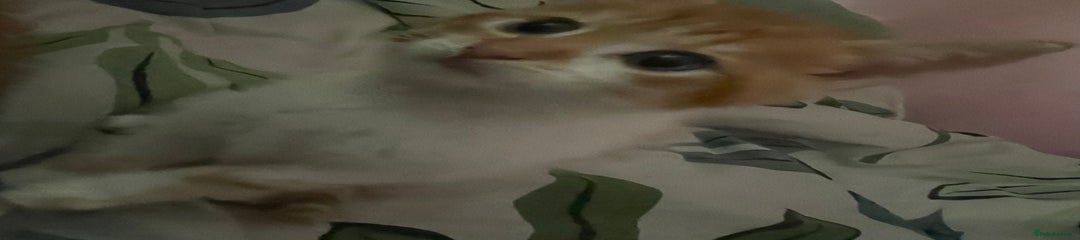 Mixed Breed Kitten 2