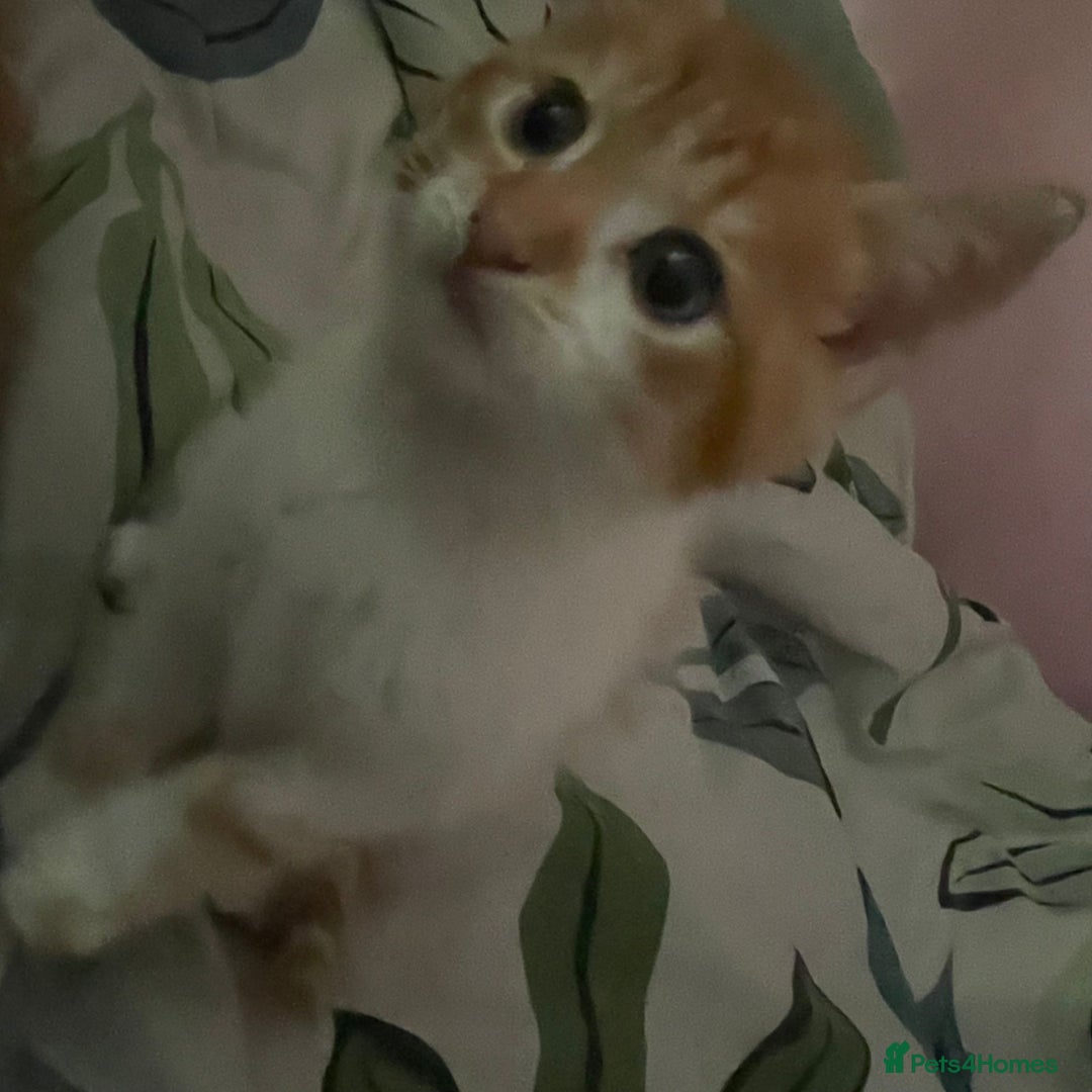 Mixed Breed cats for sale: 2 beautiful girl kittens looking for forever homes - Image 7