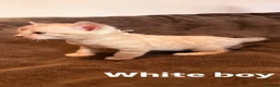 Bengal cats for sale: Beautiful Snow Bengals  - Advert 17