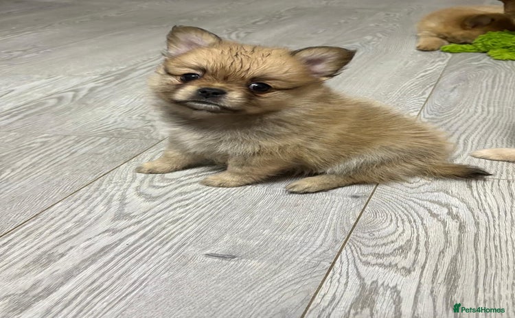 Mixed Breed dogs - Advert 15
