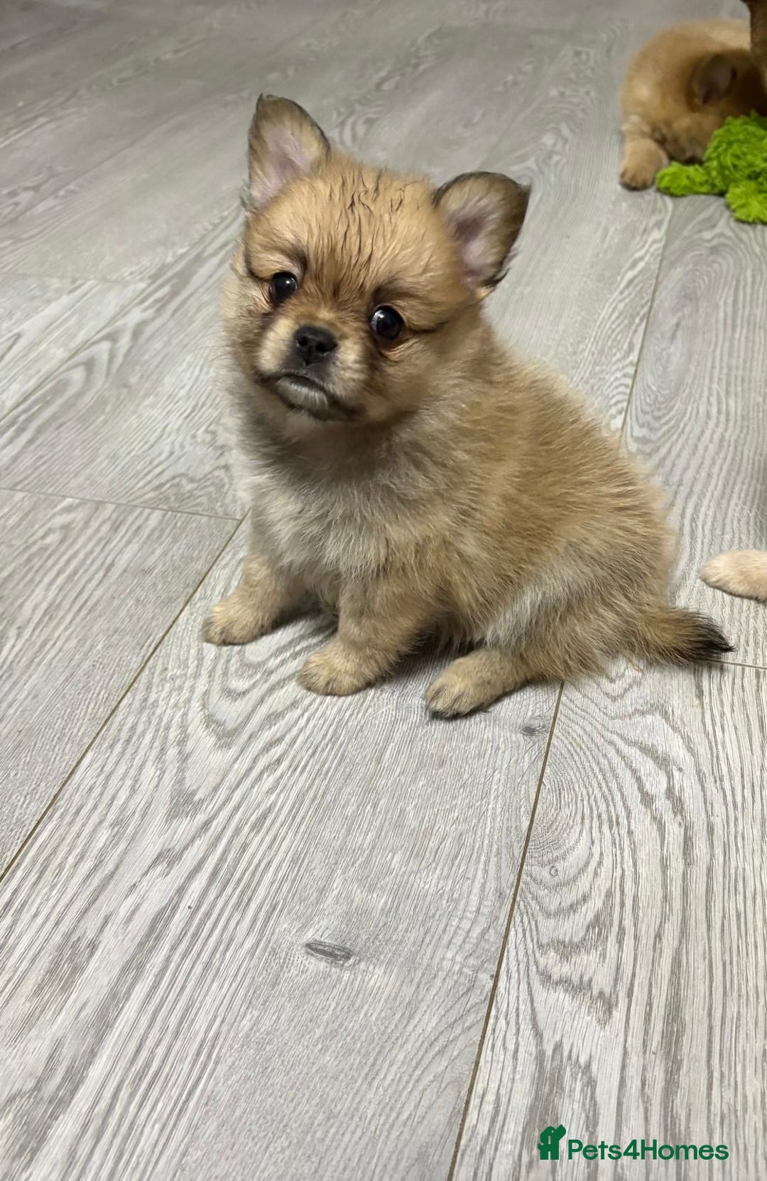 Cute Dog Hardy Small Dog Breeds Fluffy Mixed Breed Puppies For