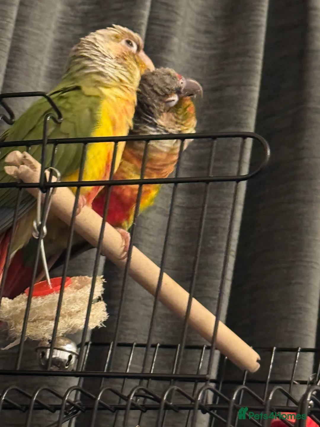 Conures birds for sale: Conure green cheek and pineapple  in Kingston upon Thames - Advert 2