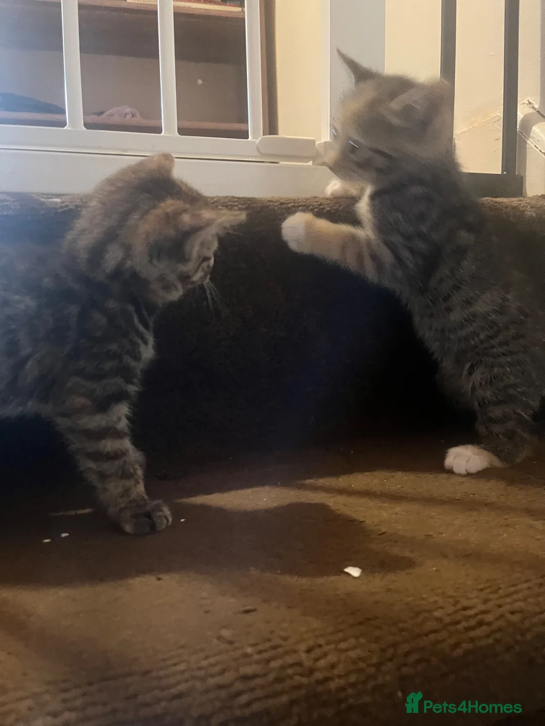 Mixed Breed cats for sale: 2 tabby girl kittens available  - Advert 2