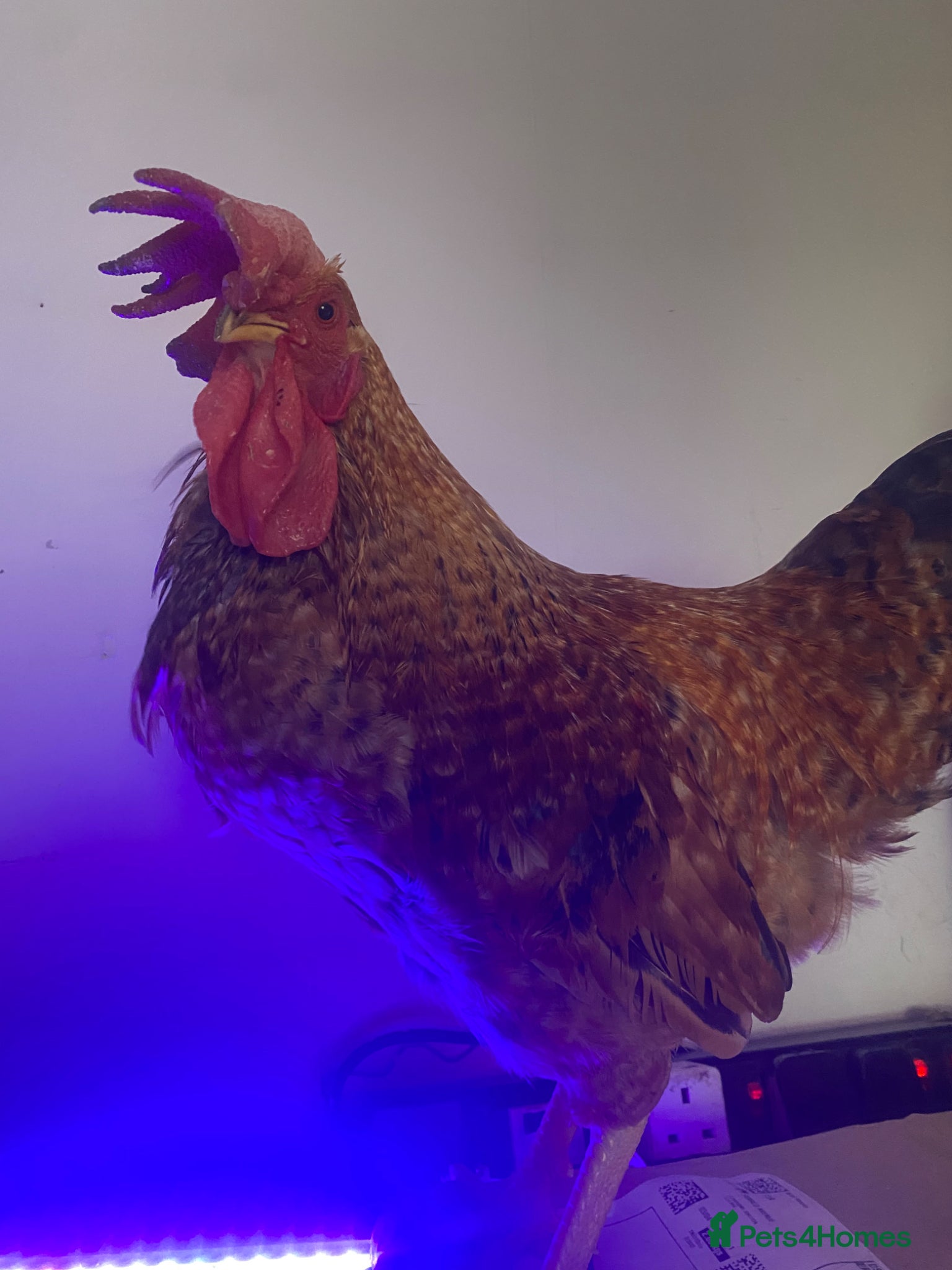 Chickens poultry Cockerel  - Advert 1