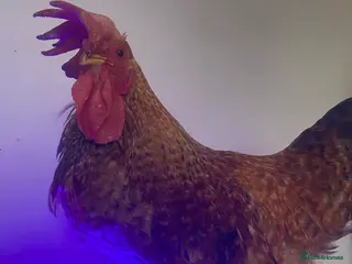 Chickens poultry Cockerel - Advert 1