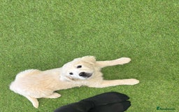 Golden Retriever dogs for sale: Advanced trained golden retriever  - Image 7