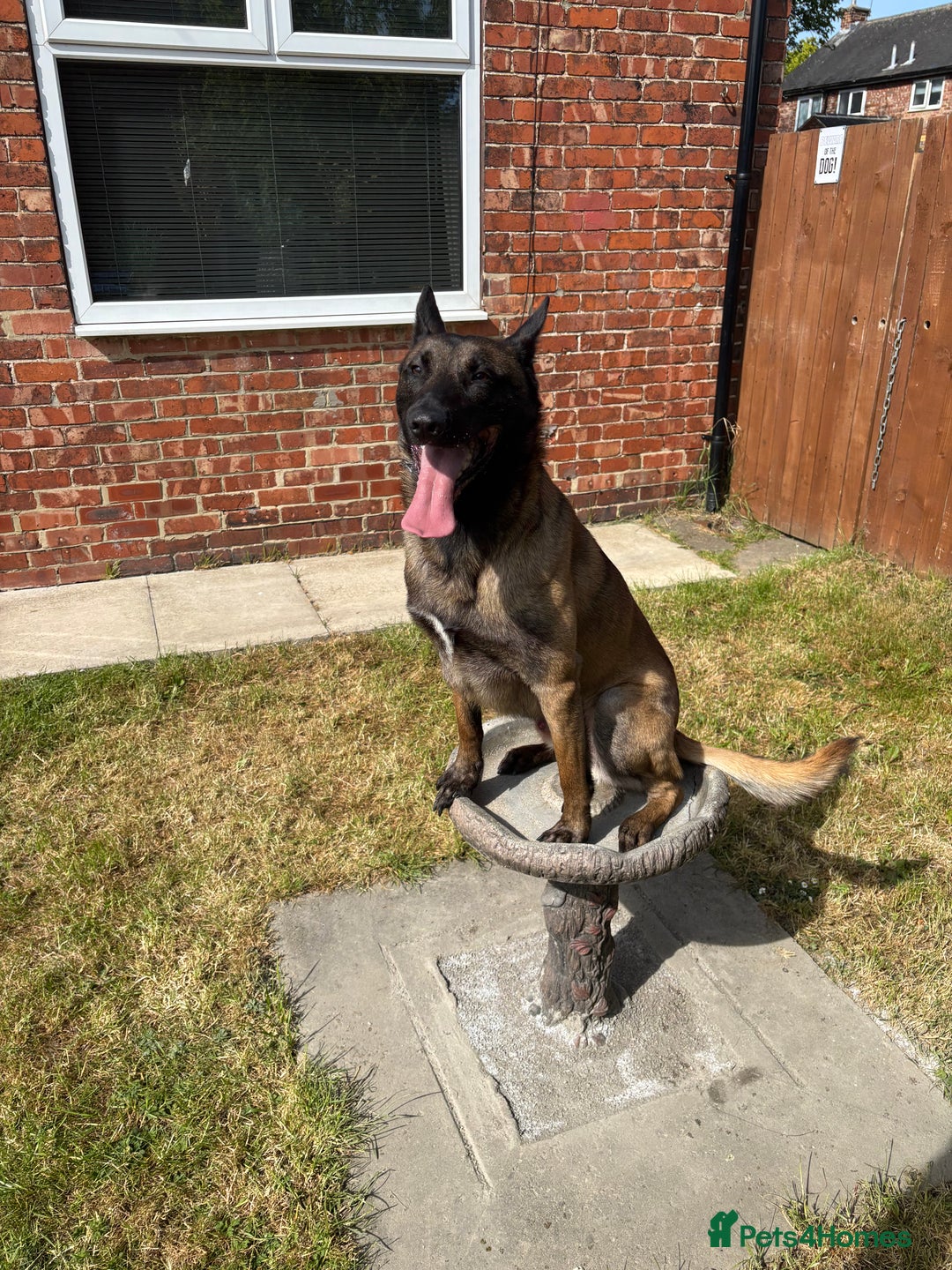 Belgian Shepherd Dog dogs for sale: Hansom male Belgium malion in Middlesbrough - Image 1