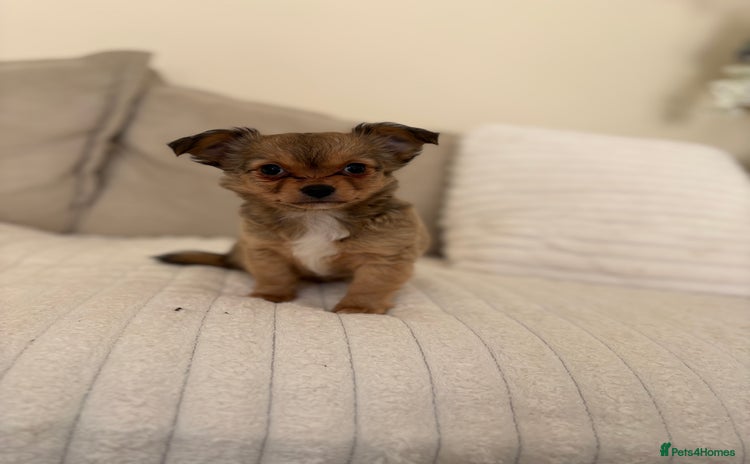 Chihuahua dogs Gorgeous tiny long coated chihuahua puppies  - Advert 2