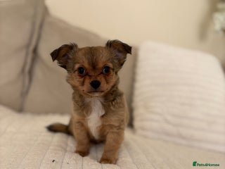 Chihuahua dogs Gorgeous tiny long coated chihuahua puppies - Advert 4