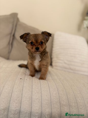 Chihuahua dogs Gorgeous tiny long coated chihuahua puppies - Advert 2