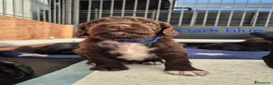 Sprocker 5 Dark blue