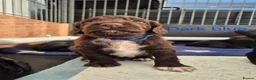Sprocker dogs for sale: Working Sprocker Spaniels  - Advert 25