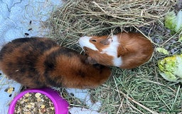 Guinea Pig rodents for sale: Mum & Baby female  - Advert 3