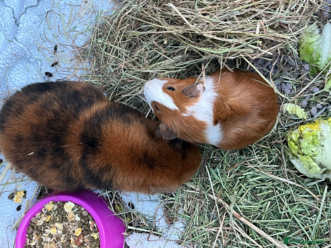 Guinea Pig rodents for sale: Mum & Baby female  - Advert 3