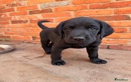 Labrador Retriever dogs for sale: 6 x Beautiful Black Labrador Puppies for sale. - Image 7
