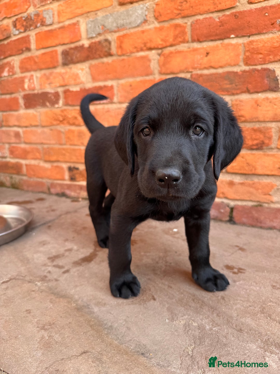 Labrador Retriever dogs for sale: 6 x Beautiful Black Labrador Puppies for sale. - Image 7