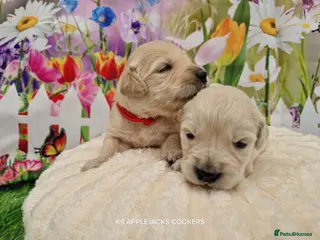 Golden Retriever dogs Pedigree show Golden retriever puppies - Advert 6