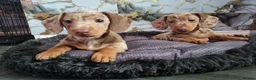 Dachshund dogs for sale: 🐾 2 Male Dachshund Puppies – 6 Weeks Old 🐾 - Advert 4