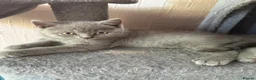 British Shorthair cats for sale: British shorthair kittens  - Advert 4