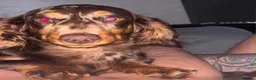 Miniature Dachshund dogs for sale: Long hair miniature daschund puppies for sale in Peterlee - Advert 3