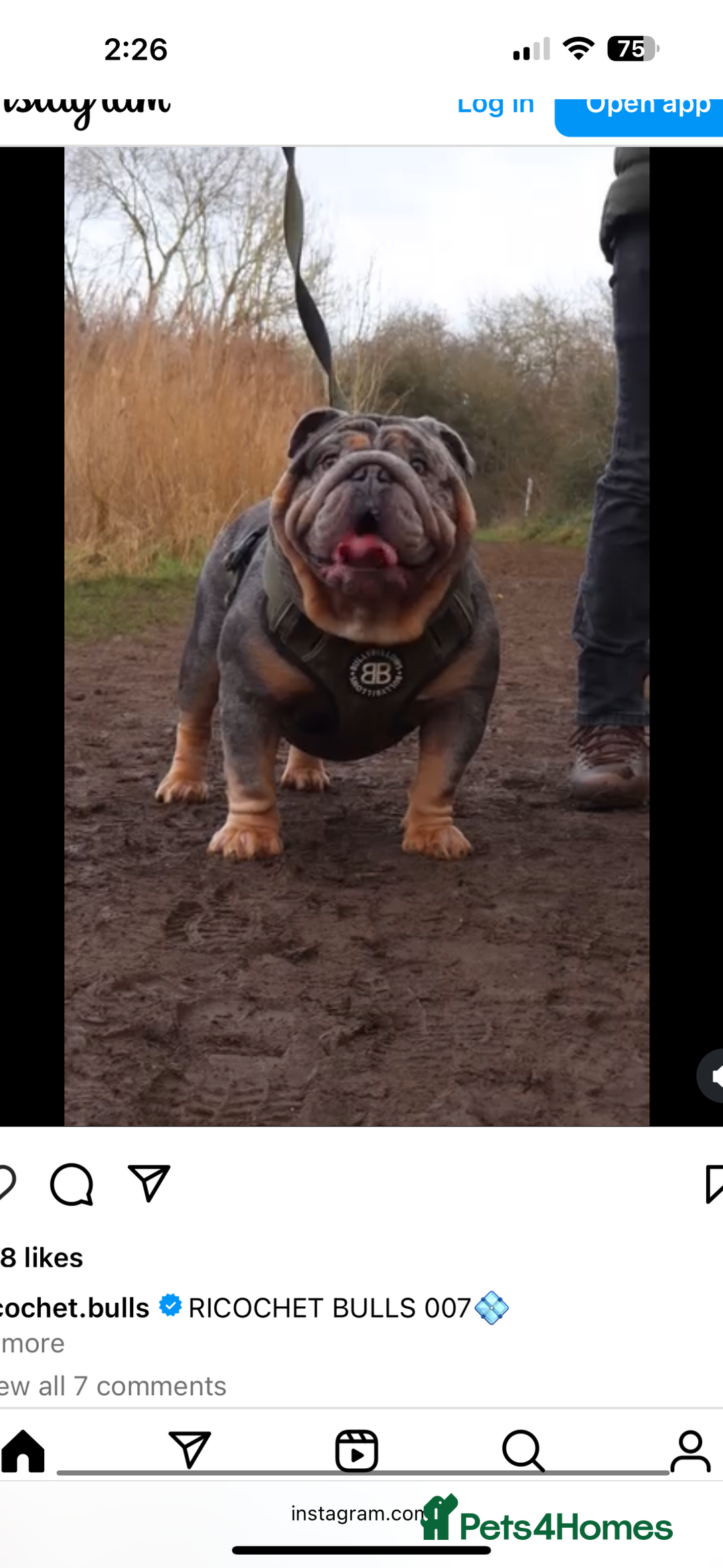 English Bulldog dogs for sale: Grey Merle male english bulldog puppy - Image 40