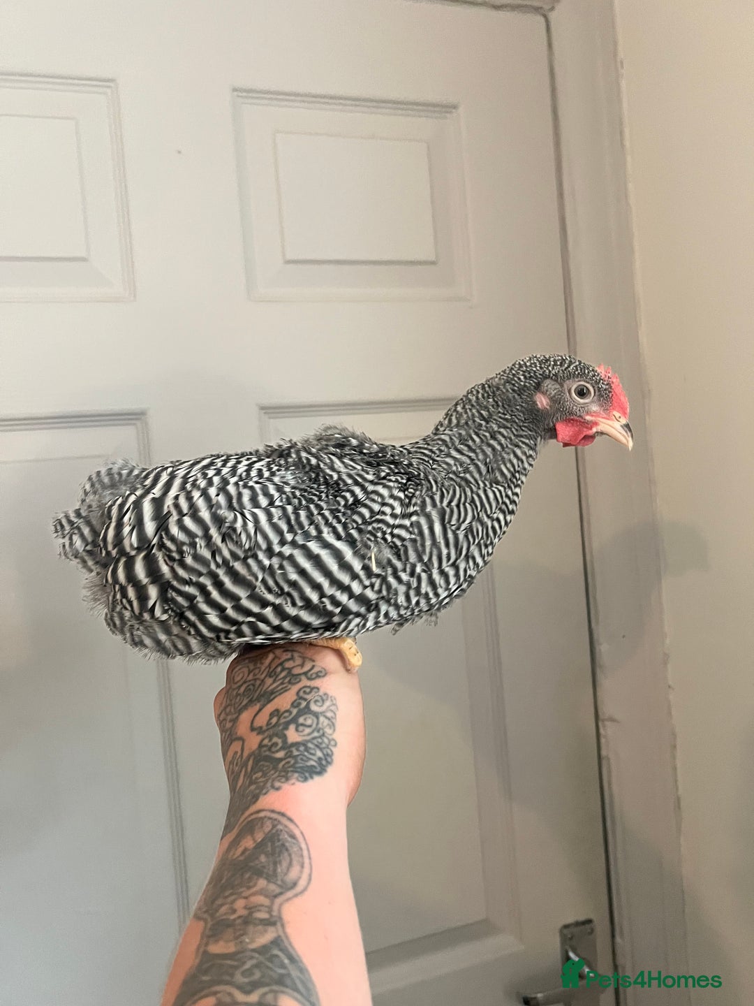 Chickens poultry for sale: Barred Plymouth Rock Cockerel - Image 1