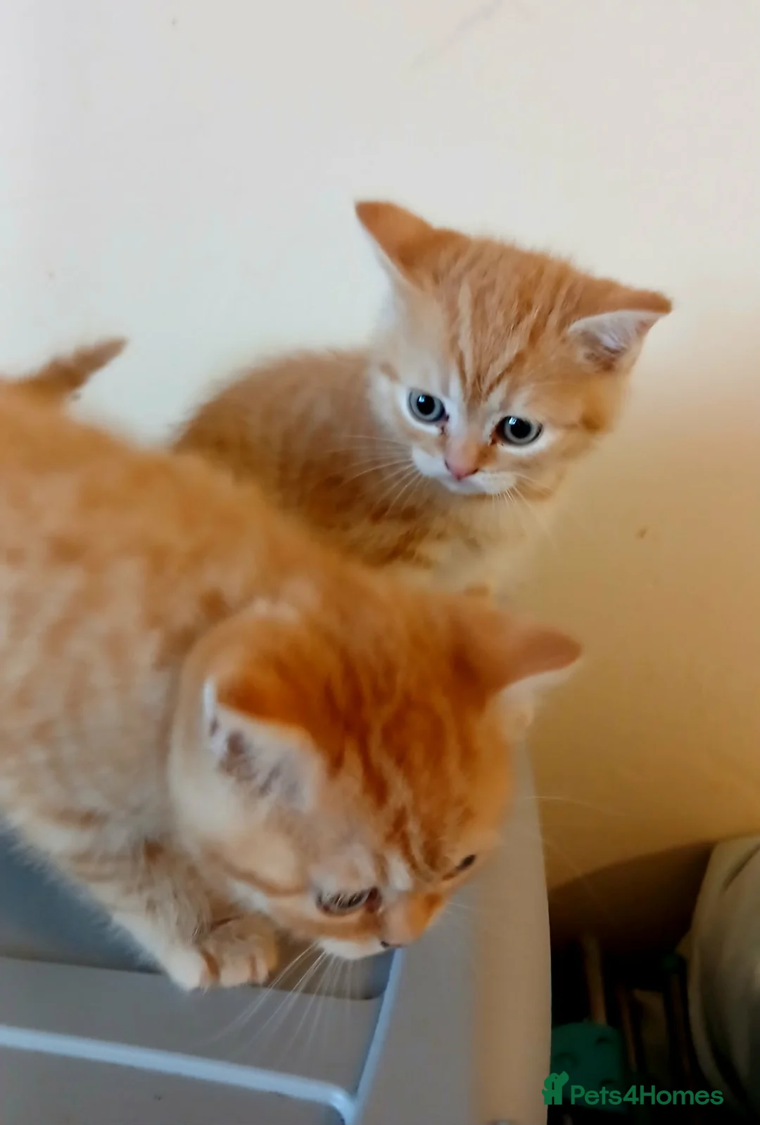 Mixed Breed cats for sale: Kittens is ready for new homes . - Advert 1