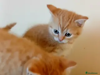 Mixed Breed cats Kittens is ready for new homes . - Advert 4