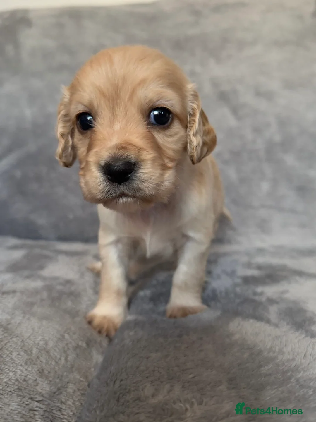 Cocker Spaniel dogs for sale:  Ready now!1 Boy left! KC Working Cocker Spaniels  - Advert 23