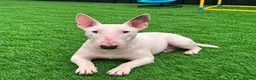English Bull Terrier dogs for sale: (Sadie) Beautiful English bull terrier female  - Advert 5