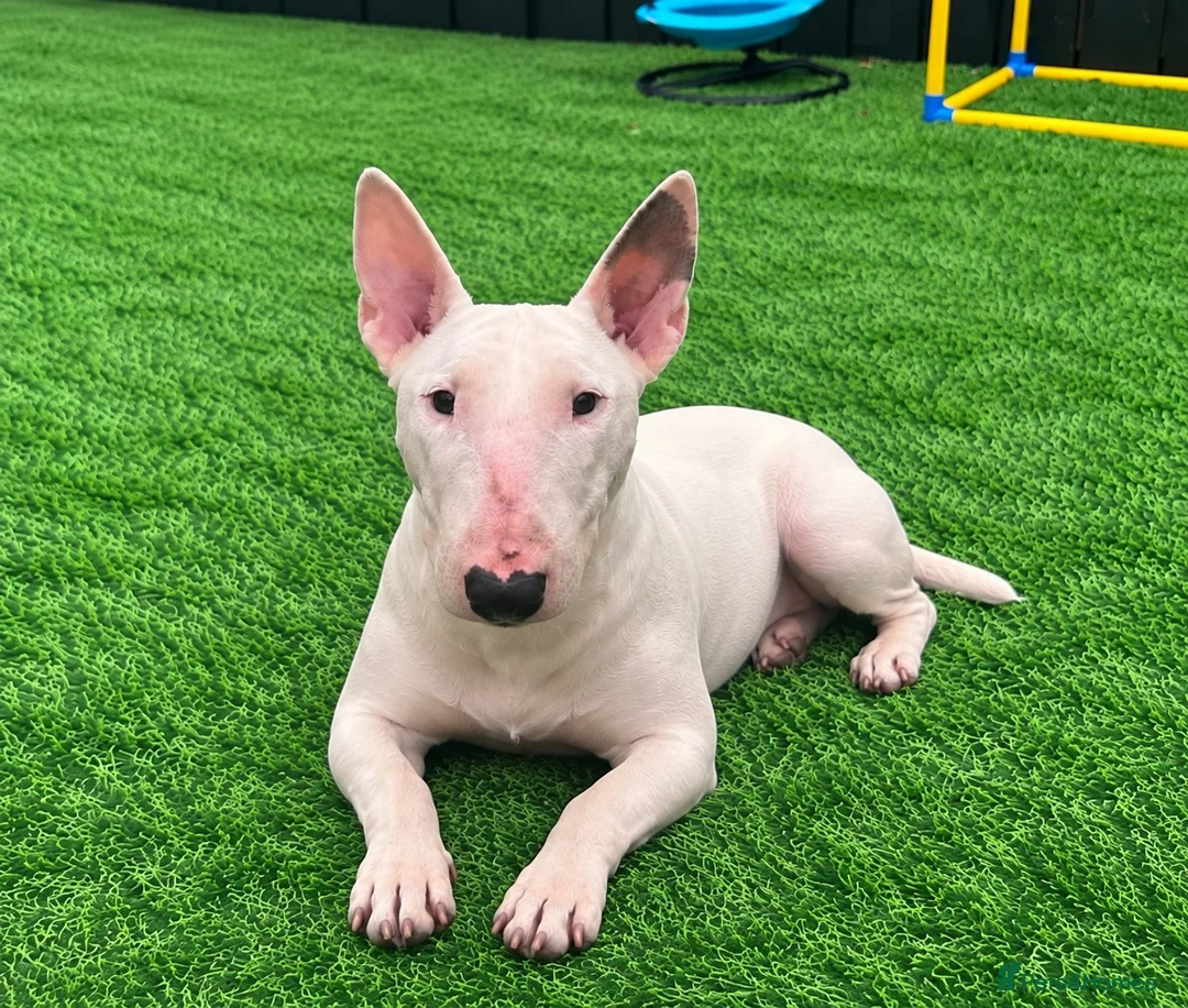 English Bull Terrier dogs for sale: (Sadie) Beautiful English bull terrier female  - Advert 5