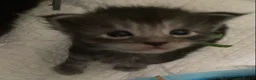 Maine Coon cats for sale: TICA registered large Maine Coon kittens in Newport - Advert 15