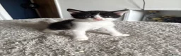 Mixed Breed cats for sale: Mixed breed Kittens in Chelmsford - Advert 7