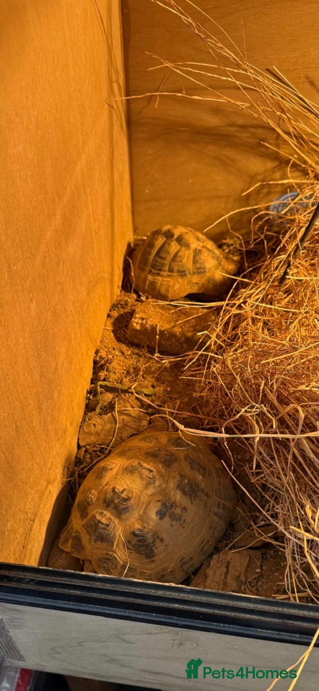 Tortoise reptiles for sale: Female and male Herman's tortoises with enclosure. - Advert 2