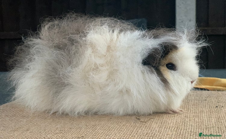 Guinea Pig rodents - Advert 1