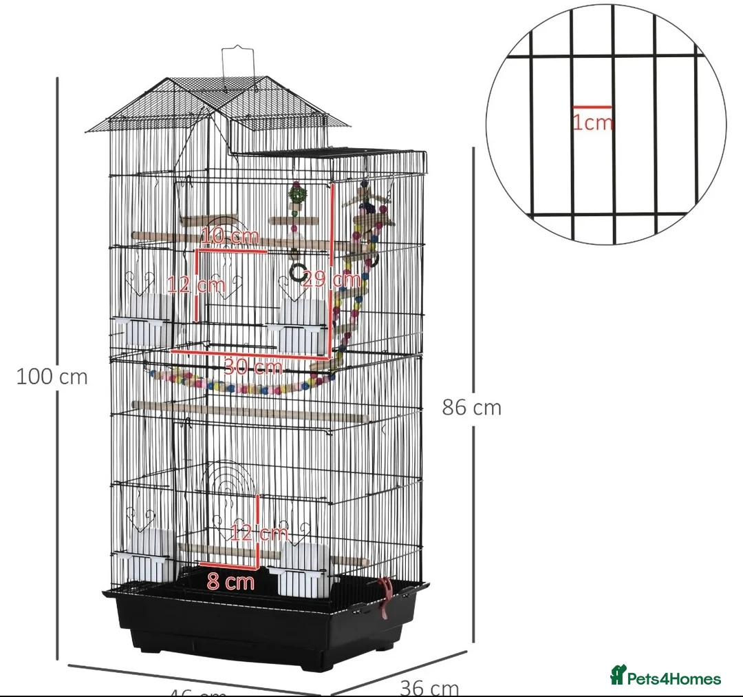 Ringnecks birds for sale: Indian Ringneck  - Advert 8