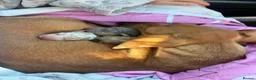 Dachshund dogs for sale:     Beautiful Miniature Dachshund Puppies  - Advert 4