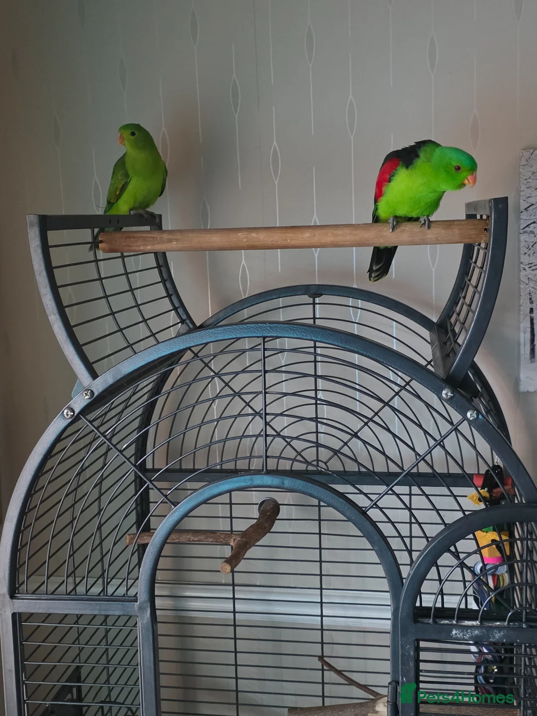 Parrots birds for sale: Crimson winged parrots  in Blackburn - Advert 11