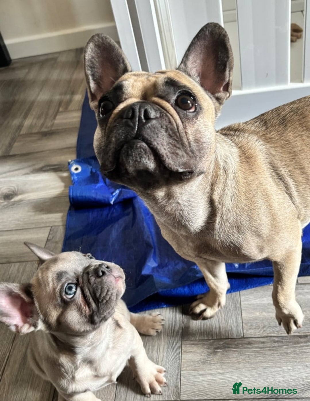 French Bulldog dogs for sale: Frenchies - Image 3