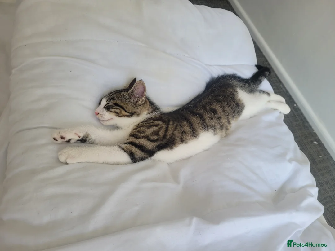 Mixed Breed cats for sale: READY NOW.... - Advert 2
