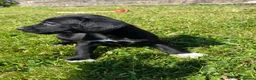 Bocker dogs for sale: Beautiful Beagle x cocker spaniel puppies  - Advert 12