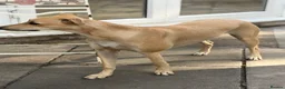 Mixed Breed dogs for sale: Female Lurcher 1 year old - Advert 7
