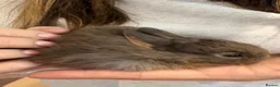 Netherland Dwarf rabbits for sale: Baby Netherland dwarf rabbits  - Advert 5