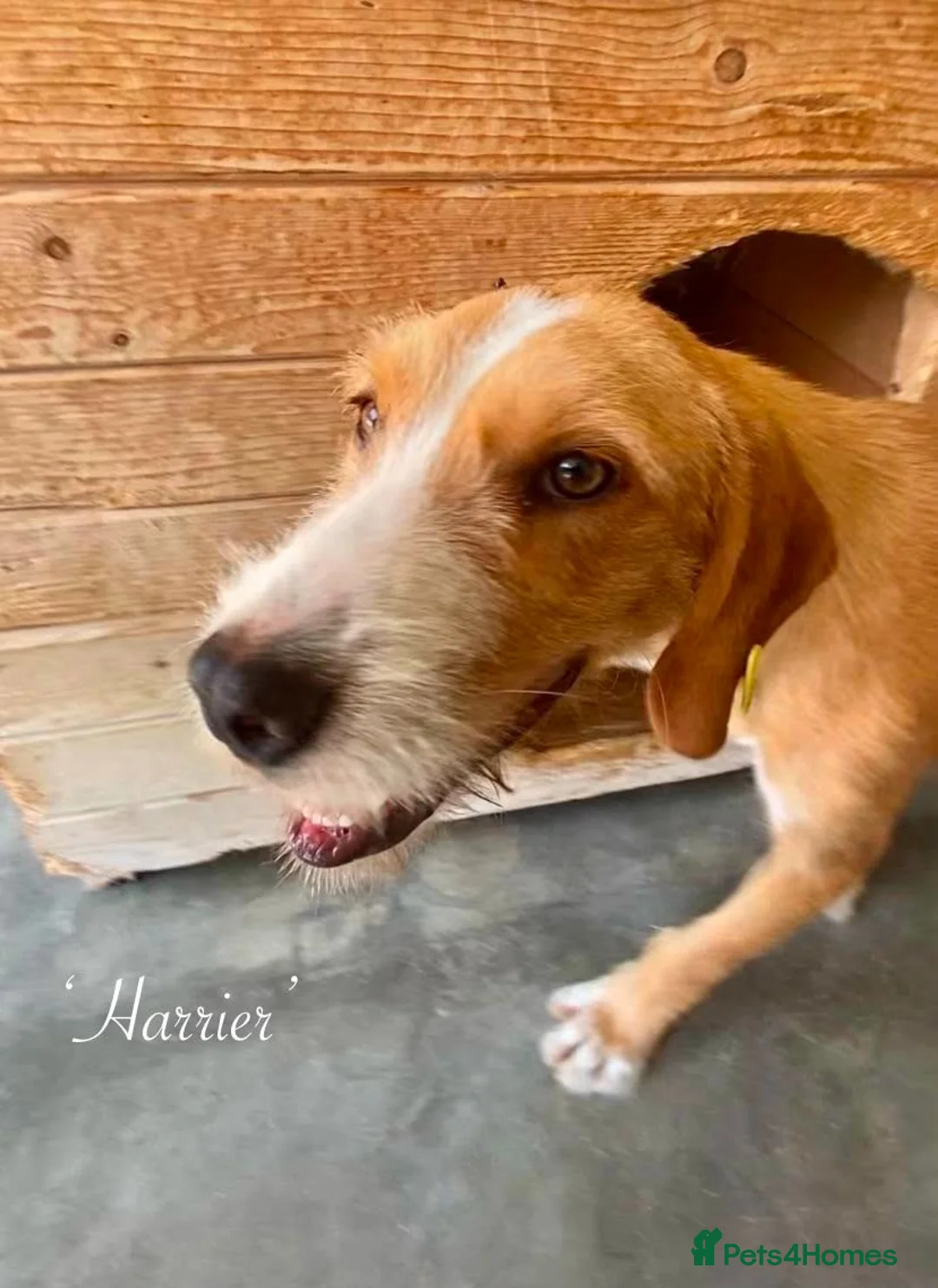Mixed Breed dogs for adoption: Harrier. 4 yrs approx. Available for adoption. in Brixham - Advert 2