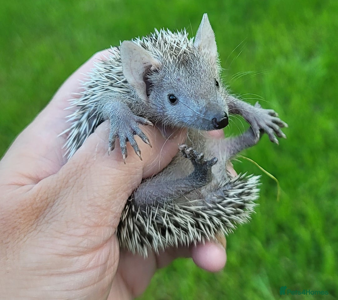 Pygmy Hedgehog rodents for sale: Lesser Tenrecs (unsexed and DNA sexed males)  - Image 5