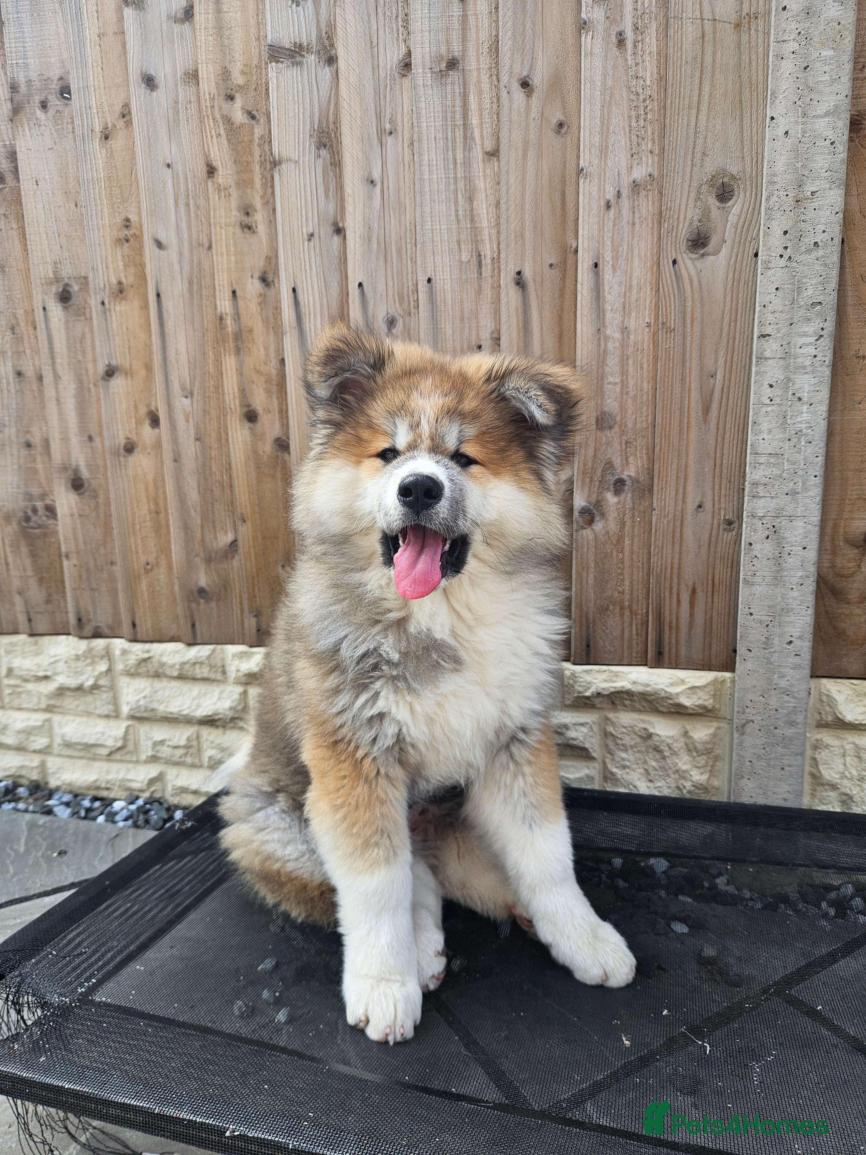 Japanese Akita Inu dogs for sale: RKC Registered Long-Coat Female - Advert 24