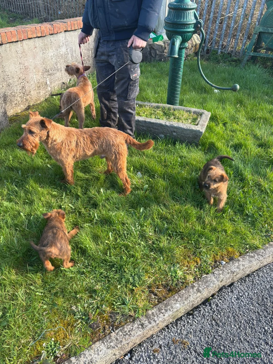Irish Terrier dogs for sale: Irish Terrier  in Manchester - Advert 1