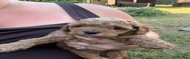 Cockapoo 3