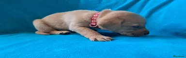 Labrador Retriever Puppy 4